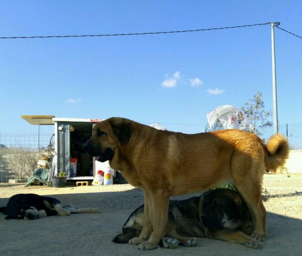 Leona de la Vieja Ermita con 13 meses
Hija de Tacho de Reciecho x Agora de la Vieja Ermita,muerde en perfecta tijera y es libre B de displasia de cadera
Keywords: carrascoy