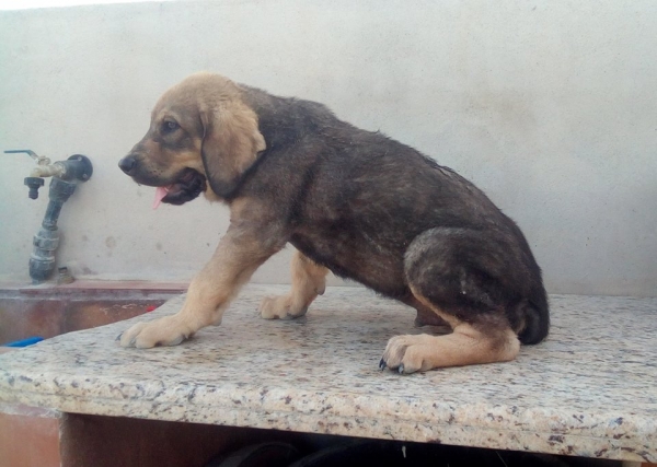 Cachorro Rabon,2 meses (Apolo de Irelorma x Niki de L´Ebre)
Keywords: carrascoy
