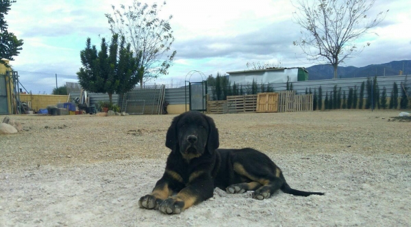 Cachorro con 2 meses y 3 semanas 
Hijo de Karos del Cerro del Viento x Calypsus del Mar Menor 
Keywords: carrascoy