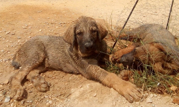 Cachorro Rabon,3 meses (Apolo de Irelorma x Niki de L´Ebre)
Un cachorro que muerde en tijera,tiene un movimiento muy bueno y un genio bastante fuerte para lo pequeño que es.
Keywords: carrascoy