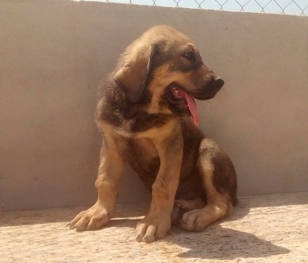 Cachorro Rabon,2 meses (Apolo de Irelorma x Niki de L´Ebre)
Keywords: carrascoy