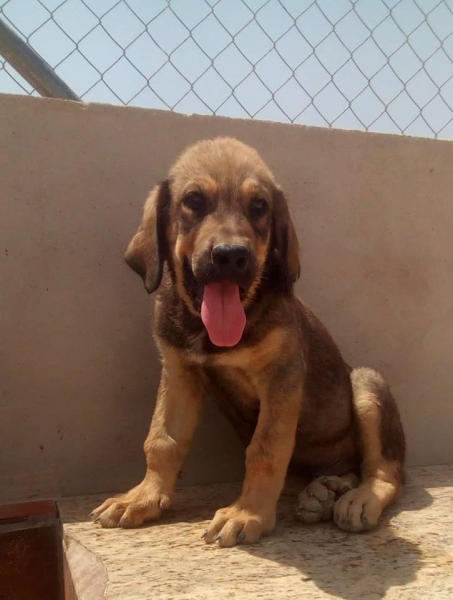 Cachorro Rabon,2 meses(Apolo de Irelorma x Niki de L´Ebre)
Keywords: carrascoy