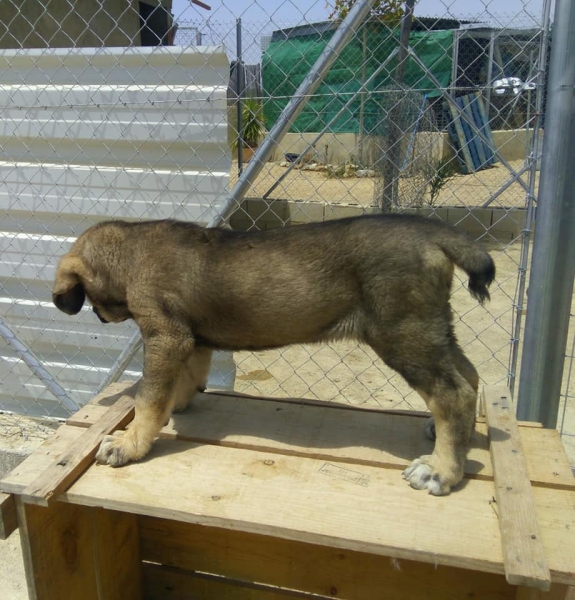 Cachorro Rabon,2 meses (Apolo de Irelorma x Niki de L´Ebre)
Keywords: carrascoy