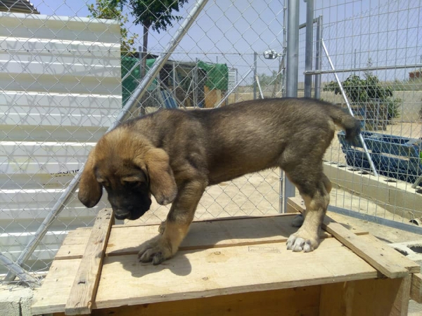 Cachorro Rabon,2 meses (Apolo de Irelorma x Niki de L´Ebre)
Keywords: carrascoy