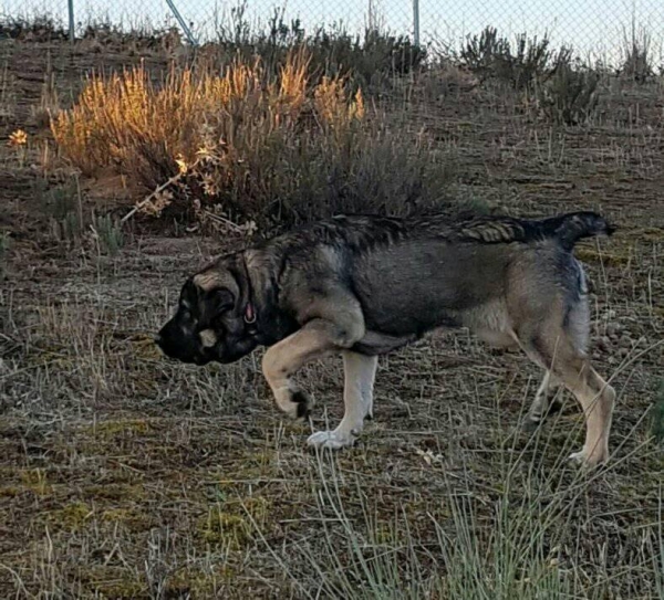 Leona de Carrascoy con 5 meses
Es hija de Apolo de Irelorma x Nieve de Navas del Condado
Keywords: carrascoy