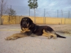 Filename=CAM04054.jpg
Filesize=1326KiB
Dimensions=2560x1920
Date added=%821 %19, %2016 CAM04054.jpg