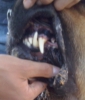 Filename=CAM04270-1.jpg
Filesize=212KiB
Dimensions=1189x1387
Date added=%728 %30, %2016 CAM04270-1.jpg