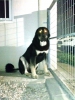 Filename=IMG-20160204-WA0002.jpg
Filesize=270KiB
Dimensions=960x1280
Date added=%844 %10, %2016 IMG-20160204-WA0002.jpg