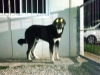 Filename=IMG-20160204-WA0003.jpg
Filesize=259KiB
Dimensions=1280x960
Date added=%844 %10, %2016 IMG-20160204-WA0003.jpg