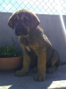 Filename=IMG-20180416-WA0011.jpg
Filesize=158KiB
Dimensions=1109x1480
Date added=%761 %17, %2018 IMG-20180416-WA0011.jpg