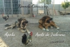 Filename=apolo_y_apola.jpg
Filesize=124KiB
Dimensions=960x656
Date added=%541 %14, %2018 apolo_y_apola.jpg
