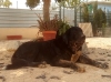 Filename=karosx2C.jpg
Filesize=76KiB
Dimensions=916x678
Date added=%564 %19, %2018 karosx2C.jpg