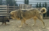 Filename=kiraxx.jpg
Filesize=115KiB
Dimensions=960x612
Date added=%424 %26, %2018 kiraxx.jpg