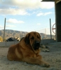 Filename=leonaa.jpg
Filesize=60KiB
Dimensions=700x800
Date added=%452 %12, %2018 leonaa.jpg