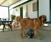 Filename=leonag.jpg
Filesize=101KiB
Dimensions=960x790
Date added=%452 %12, %2018 leonag.jpg