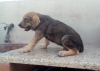 Filename=macho_pedro.jpg
Filesize=111KiB
Dimensions=960x684
Date added=%558 %19, %2018 macho_pedro.jpg