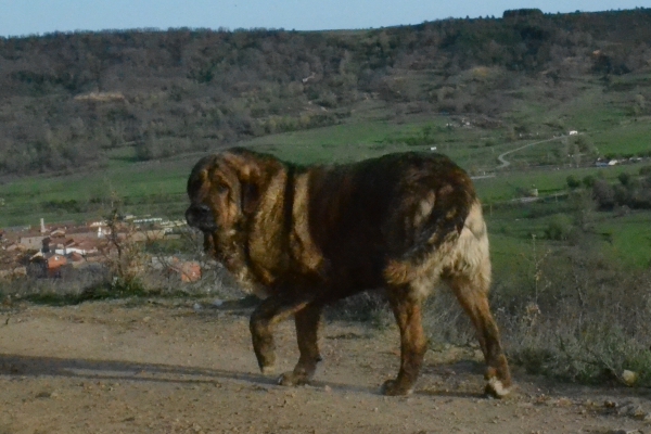 Cachorros de Lupo x Picara
Lupo de La Suertina. (Canela<Trujillana>) x (Caín de Montañas de León)
Keywords: Suertina