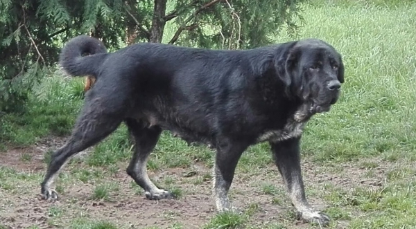 Cachorros de Lupo x Picara
Pícara de La Suertina excelente madre.(León de la Suertina x Marquesa)
Keywords: Suertina