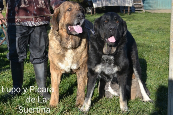 Cachorros de Lupo x Picara
Espléndida pareja
Keywords: Suertina