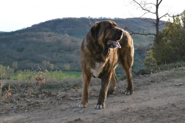 Lupo de La Suertina
Cain de Montañas de Leon x Canela (Trujillana)
Keywords: Suertina