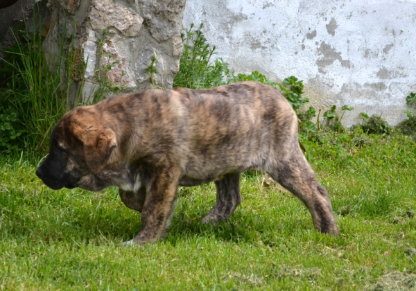 Cachorros de Lupo x Picara
Atila de la Suertina
Keywords: Suertina