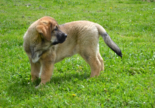 Cachorros de Lupo x Picara
Tigre de la Suertina
