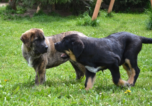 Cachorros de Lupo x Picara
Cañada & Atila
Keywords: Suertina