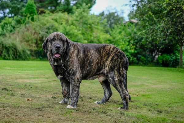 Moro de Ablanera (Cartucho de Fontexunguera x Maravilla de Ablanera)
Moro de Ablanera (Cartucho de Fontexunguera x Maravilla de Ablanera)
Kľúčové slová: ablanera asturie 2018