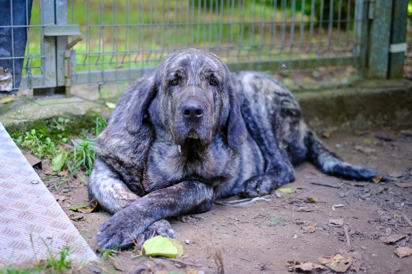 Grana de la Tierruca (Moro de Ablanera x Troya de Cerro Caballo)
Grana de la Tierruca (Moro de Ablanera x Troya de Cerro Caballo)
Keywords: ablanera asturie 2018 tierruca