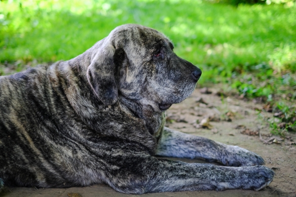 Jata de la Tierruca (Moro de Ablanera x Troya de Cerro Caballo)
Jata de la Tierruca (Moro de Ablanera x Troya de Cerro Caballo)
Keywords: Ablanera asturie 2018 tierruca