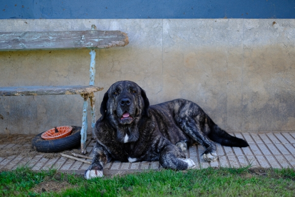 Moro de Ablanera (Cartucho de Fontexunguera x Maravilla de Ablanera)
Moro de Ablanera (Cartucho de Fontexunguera x Maravilla de Ablanera)
Keywords: ablanera asturie 2018