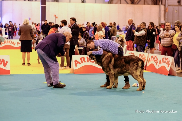 SULTAN DE CASATRONES
SULTAN DE CASATRONES – NAC. 30/05/2016 – CH. TRECHO DE FILANDON Y CH. J. CHERZA DE RECIECHO 
Keywords: 91 Exposición Internacional Canina de Primavera de Madrid - 28 abril 2019