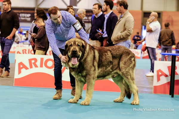 SULTAN DE CASATRONES
SULTAN DE CASATRONES – NAC. 30/05/2016 – CH. TRECHO DE FILANDON Y CH. J. CHERZA DE RECIECHO 
Keywords: 91 Exposición Internacional Canina de Primavera de Madrid - 28 abril 2019