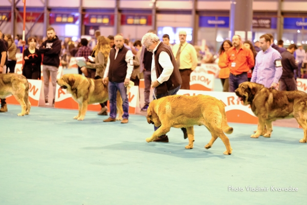 HIGH T-BONE DE TIERRA DE ORBIGO
HIGH T-BONE DE TIERRA DE ORBIGO – NAC. 02/04/2014 – CH. BOSTOM DE TIERRA DE ORBIGO Y CRYSTAL DE TIERRA DE ORBIGO
Keywords: 91 Exposición Internacional Canina de Primavera de Madrid - 28 abril 2019