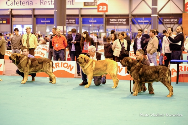 SULTAN DE CASATRONES – HIGH T-BONE DE TIERRA DE ORBIGO – CH. J. JUANON DE TIERRA DE ORBIGO
SULTAN DE CASATRONES – NAC. 30/05/2016 – CH. TRECHO DE FILANDON Y CH. J. CHERZA DE RECIECHO
HIGH T-BONE DE TIERRA DE ORBIGO – NAC. 02/04/2014 – CH. BOSTOM DE TIERRA DE ORBIGO Y CRYSTAL DE TIERRA DE ORBIGO
CH. J. JUANON DE TIERRA DE ORBIGO – NAC. 28/11/2016 – HERNAN DE TIERRA DE ORBIGO Y CH. INDIA DE TIERRA DE ORBIGO

Keywords: 91 Exposición Internacional Canina de Primavera de Madrid - 28 abril 2019