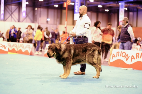 CH. BRIO DE FILANDON 
CH. BRIO DE FILANDON – NAC. 23/02/2015 – OLIVEROS VII DE RIOLAGO Y BRUMA DE FILANDON
Keywords: 91 Exposición Internacional Canina de Primavera de Madrid - 28 abril 2019