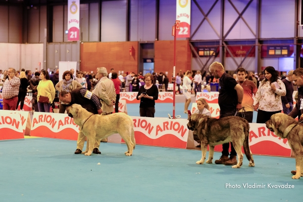 ANTXON DE SIERRA DE LAS VILLUERCAS
ANTXON DE SIERRA DE LAS VILLUERCAS – NAC. 03/07/2018 – LEAL DE TORANZO Y MARY DE TORANZO
Keywords: 91 Exposición Internacional Canina de Primavera de Madrid - 28 abril 2019