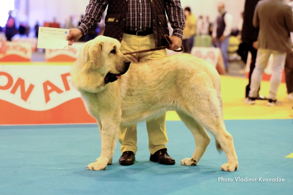 ANTXON DE SIERRA DE LAS VILLUERCAS
ANTXON DE SIERRA DE LAS VILLUERCAS – NAC. 03/07/2018 – LEAL DE TORANZO Y MARY DE TORANZO
Keywords: 91 Exposición Internacional Canina de Primavera de Madrid - 28 abril 2019