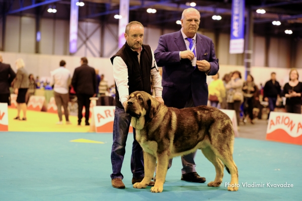 TELENO DE ARANDANO
TELENO DE ARANDANO – NAC. 23/11/2017 - CH. TRECHO DE FILANDON Y ANKARA DE ARANDANO
Keywords: 91 Exposición Internacional Canina de Primavera de Madrid - 28 abril 2019