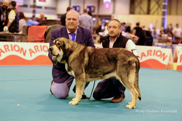 MAYA DE ARANDANO
MAYA DE ARANDANO – NAC. 23/11/2017 – CH. TRECHO DE FILANDON Y ANKARA DE ARANDANO
Keywords: 91 Exposición Internacional Canina de Primavera de Madrid - 28 abril 2019