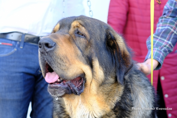 CH. BRIO DE FILANDON
CH. BRIO DE FILANDON – NAC. 23/02/2015 – OLIVEROS VII DE RIOLAGO Y BRUMA DE FILANDON
Keywords: 91 Exposición Internacional Canina de Primavera de Madrid - 28 abril 2019