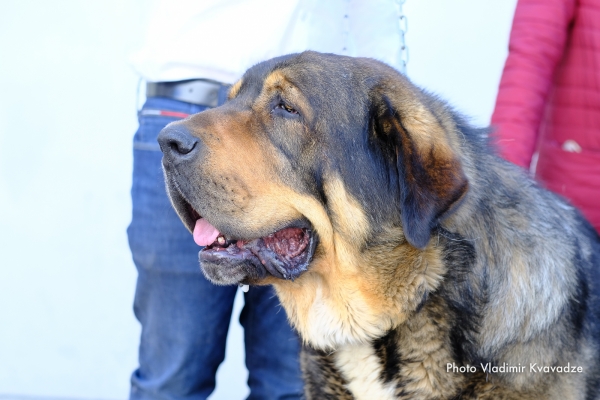 CH. BRIO DE FILANDON
CH. BRIO DE FILANDON – NAC. 23/02/2015 – OLIVEROS VII DE RIOLAGO Y BRUMA DE FILANDON
Keywords: 91 Exposición Internacional Canina de Primavera de Madrid - 28 abril 2019