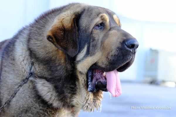 SULTAN DE CASATRONES
SULTAN DE CASATRONES – NAC. 30/05/2016 – CH. TRECHO DE FILANDON Y CH. J. CHERZA DE RECIECHO
Keywords: 91 Exposición Internacional Canina de Primavera de Madrid - 28 abril 2019