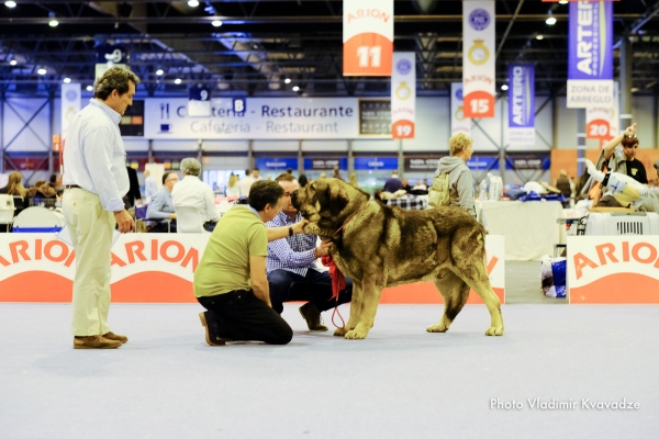 SULTAN DE CASATRONES
SULTAN DE CASATRONES – NAC. 30/05/2016 – CH. TRECHO DE FILANDON Y CH. J. CHERZA DE RECIECHO
Keywords: 91 Exposición Internacional Canina de Primavera de Madrid - 28 abril 2019