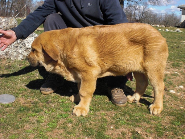 Cachorros de El Jarral
Keywords: Leza Celmira mastin jarral eywa enebro maraÃ±a