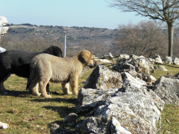 Cachorros de El Jarral
Keywords: Leza Celmira mastin jarral eywa enebro maraÃ±a