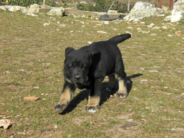 Cachorros de El Jarral, Eywa
Keywords: Leza Celmira mastin jarral eywa enebro maraÃ±a