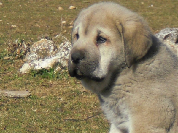 Cachorros de El Jarral, Enebro
Keywords: Leza Celmira mastin jarral eywa enebro maraÃ±a