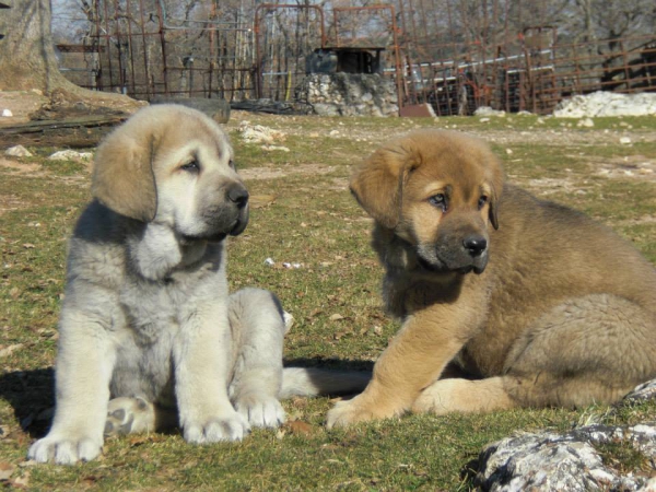 Cachorros de El Jarral
Keywords: Leza Celmira mastin jarral eywa enebro maraÃ±a