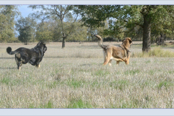 Eywa y Celmira
Keywords: cachorro jarral mastin